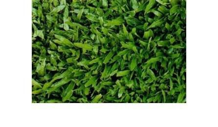 Foto do insumo SINAPI 3324 — GRAMA BATATAIS EM PLACAS, SEM PLANTIO