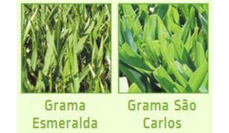 Foto do insumo SINAPI 3322 — GRAMA ESMERALDA OU SAO CARLOS OU CURITIBANA, EM PLACAS, SEM PLANTIO