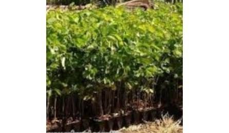 MUDA DE ARBUSTO FOLHAGEM, SANSAO-DO-CAMPO OU EQUIVALENTE DA REGIAO, H= *50 A 70* CM