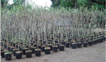 MUDA DE ARVORE ORNAMENTAL, OITI/AROEIRA SALSA/ANGICO/IPE/JACARANDA OU EQUIVALENTE DA REGIAO, H= *1* M