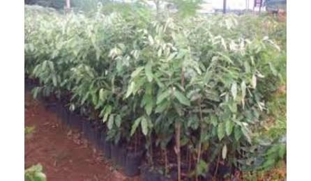 MUDA DE ARVORE ORNAMENTAL, OITI/AROEIRA SALSA/ANGICO/IPE/JACARANDA OU EQUIVALENTE DA REGIAO, H= *2* M