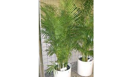 Foto do insumo SINAPI 38641 — MUDA DE PALMEIRA ARECA, H= *1,50* M