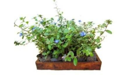 MUDA DE RASTEIRA/FORRACAO, AMENDOIM RASTEIRO/ONZE HORAS/AZULZINHA/IMPATIENS OU EQUIVALENTE DA REGIAO